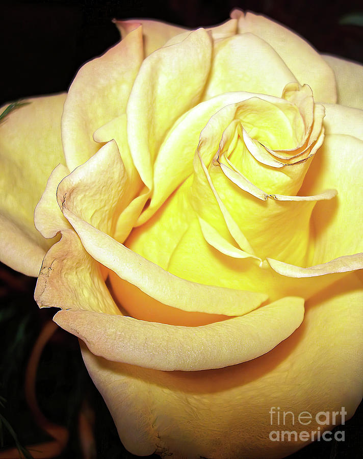 Yellow Rose for Friendship Photograph by Jolanta Anna Karolska