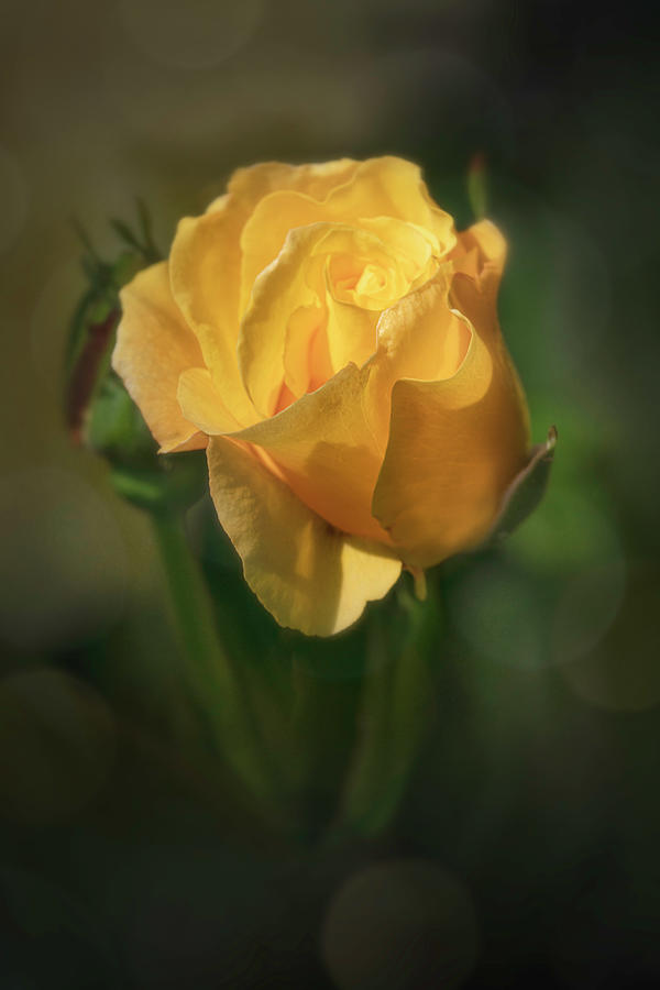 Yellow Rose For Peace Photograph
