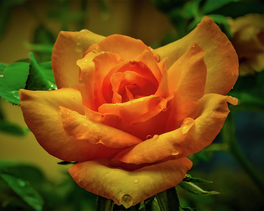 Yellow Rose Photograph by Gena Herro