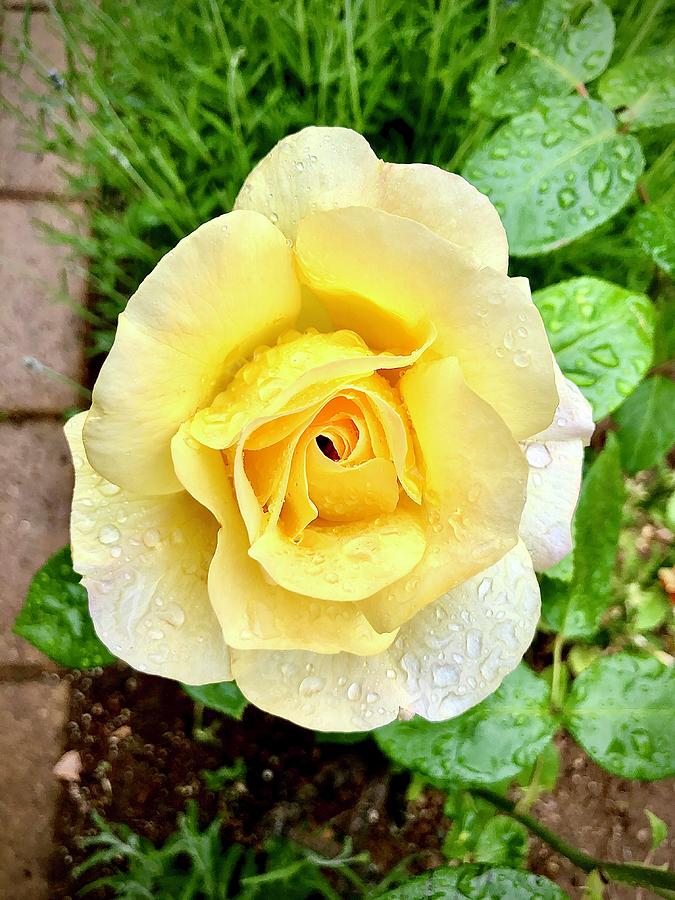 Yellow Rose Photograph by Gordon James
