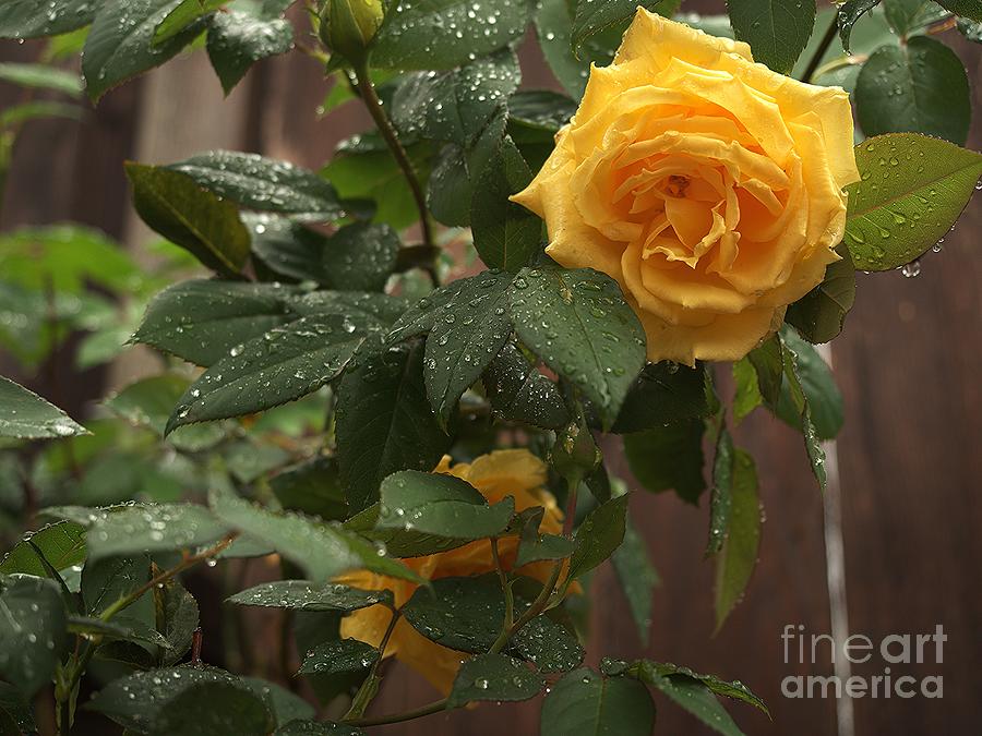 Yellow Rose Hiding Photograph by Richard Thomas