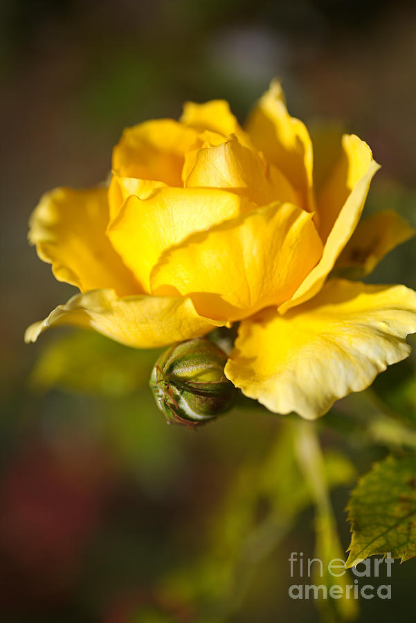 Yellow Rose Hugging Bud Photograph by Joy Watson