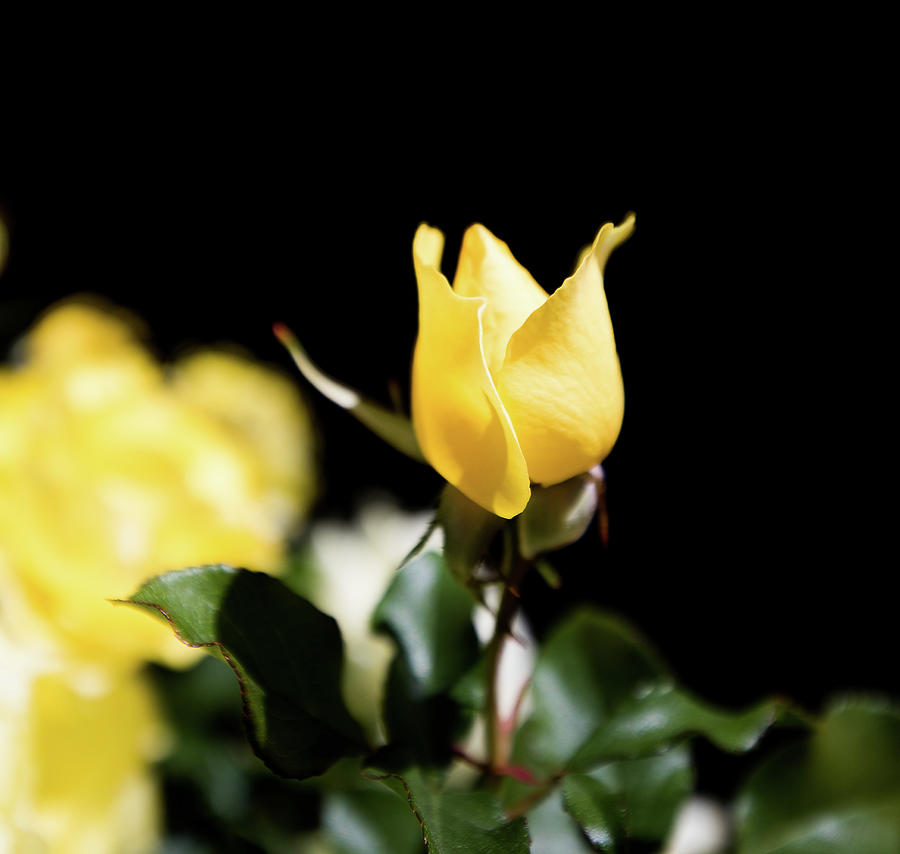 Yellow Rose Photograph by Hyuntae Kim