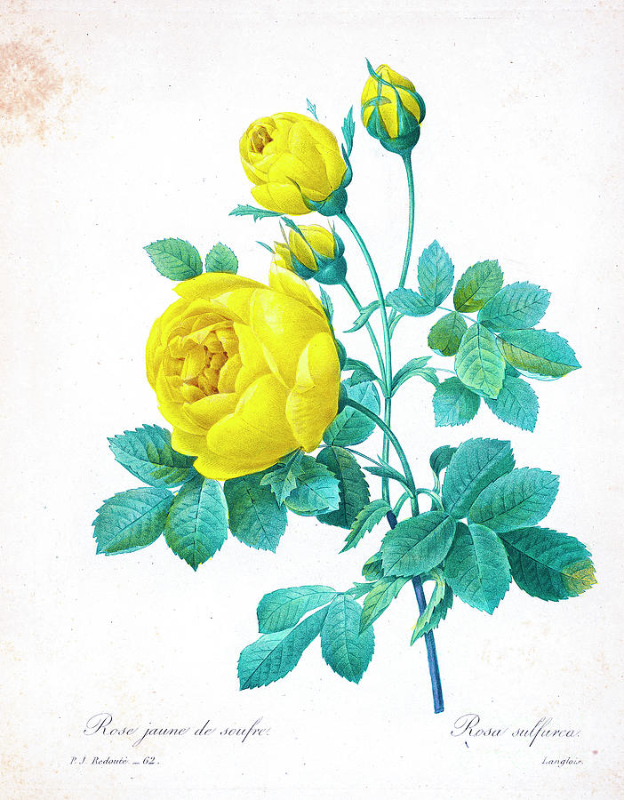 Yellow Rose illustration 1827 r1 Drawing by Botany | Fine Art America