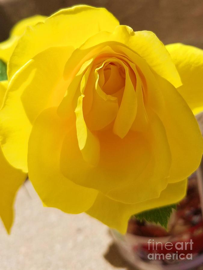 Rose Photograph - Yellow Rose in a Coffee Cup by Tammie Sisneros