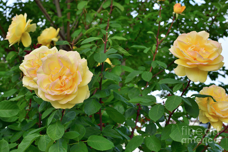 Yellow Rose in the Garden Photograph by Amazing Action Photo Video