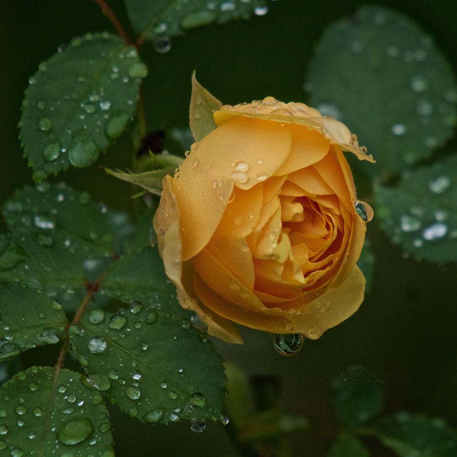 Yellow Rose in the Rain Photograph by Richard Cummings
