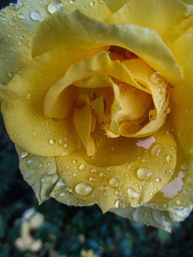 Yellow Rose in the Rain  Photograph by W Craig Photography