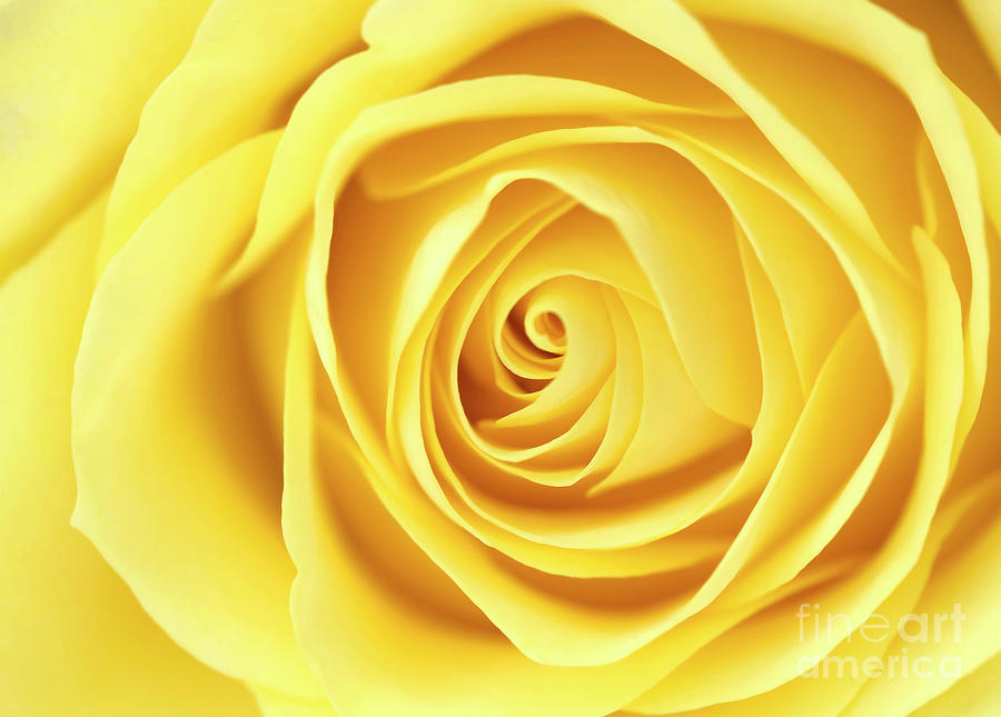 Yellow rose Photograph by Jane Rix