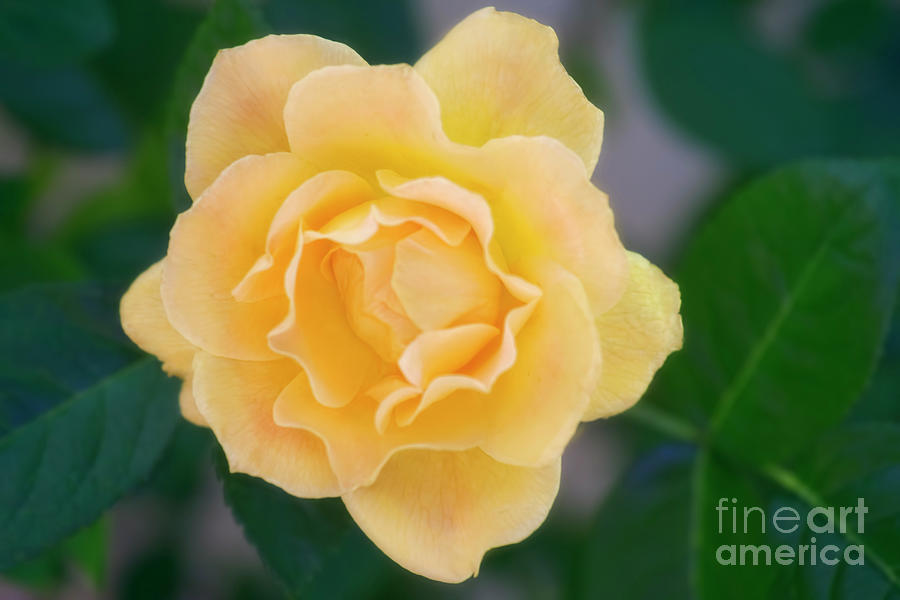 Yellow Rose Photograph by Joan Bertucci
