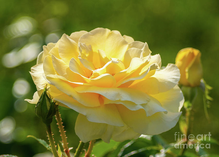 Yellow Rose Kissesd by the Sun Photograph by Lorraine Cosgrove