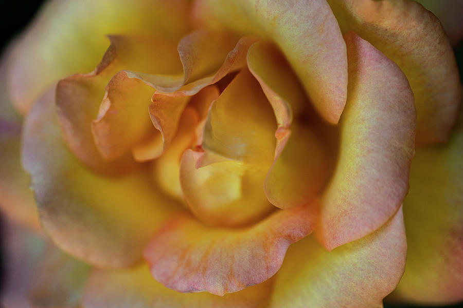 Yellow Rose Photograph by Laura Pratt