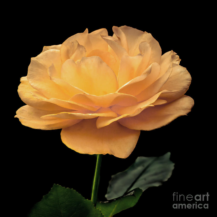 Nature Photograph - Yellow Rose by Mark Ali