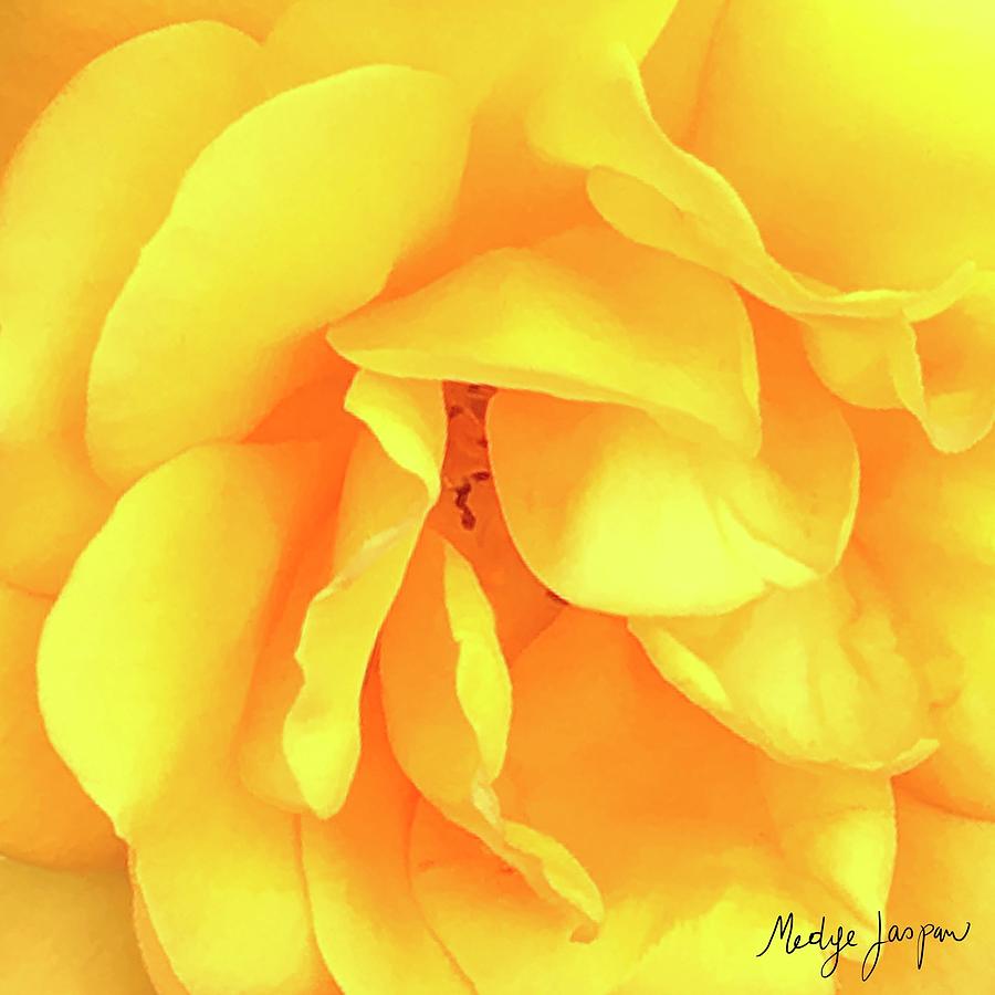 Yellow Rose Photograph by Medge Jaspan