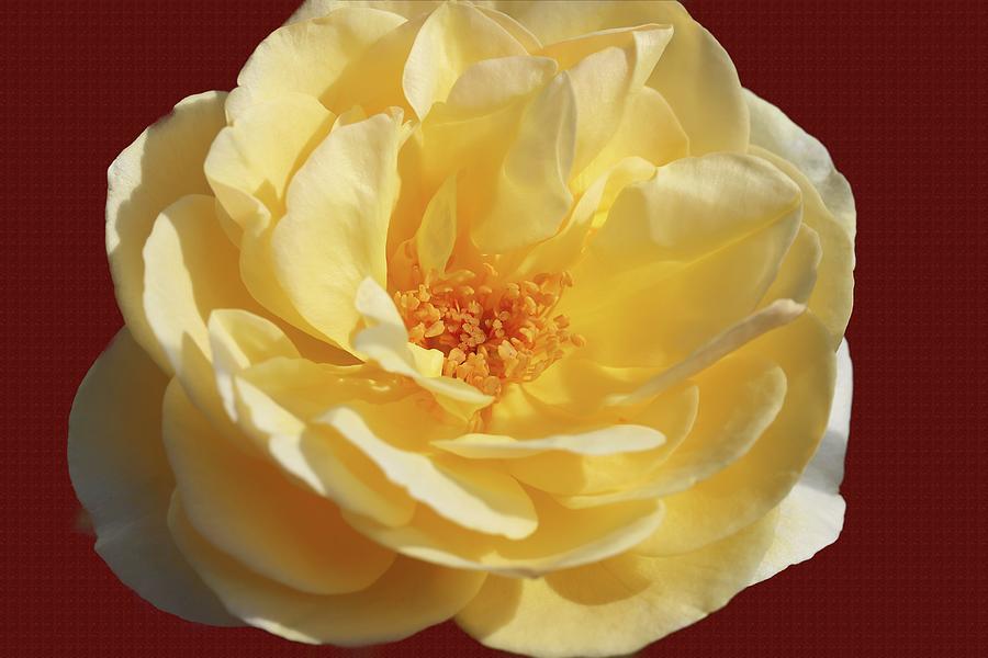 Yellow Rose Photograph by Mingming Jiang