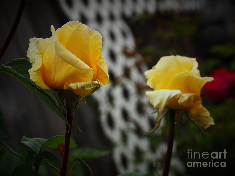 Yellow Rose Morning Photograph by Richard Thomas