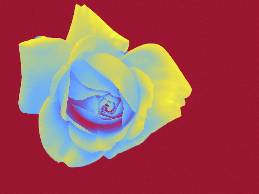 Yellow Rose Neon Art ca 2020 by Ahmet Asar Digital Art by Celestial Images