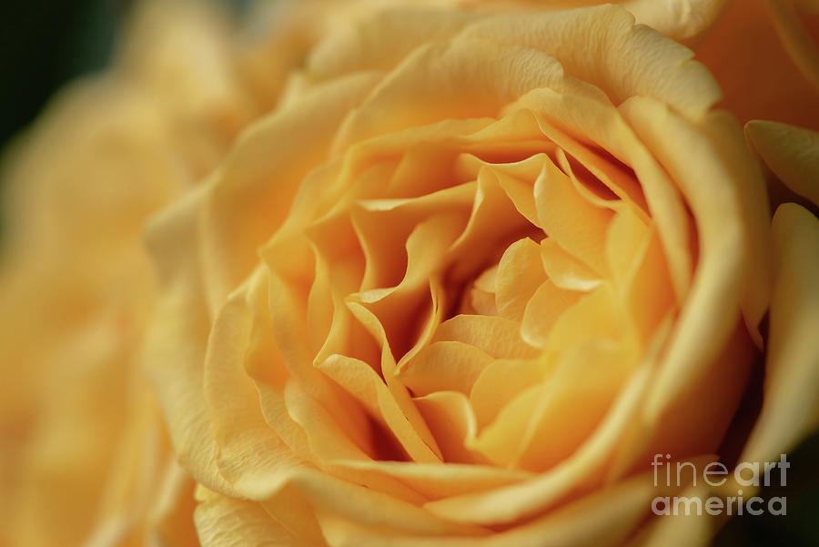Flowers Still Life Photograph - Yellow Rose of Friendship by Nancy Gleason