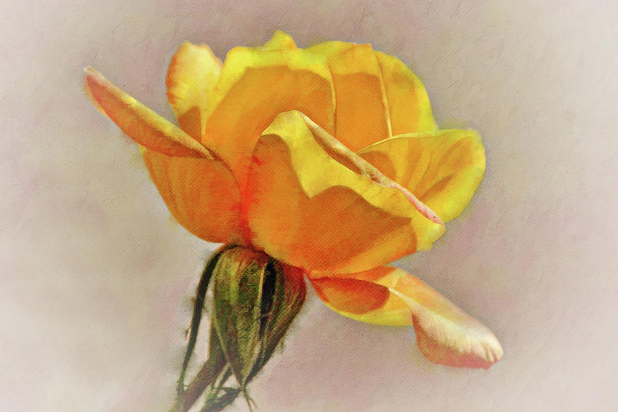 Yellow Rose of Happiness Digital Art by Gaby Ethington