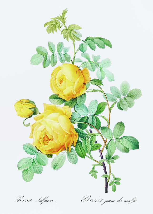 Yellow Rose Of Sulfur Drawing
