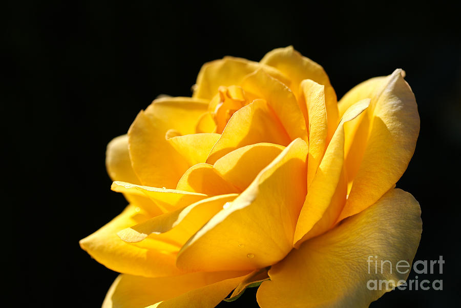 Yellow Rose Of Summer Photograph by Joy Watson