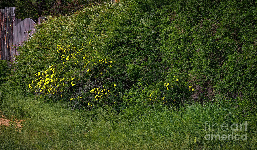 Yellow Rose of Taos Photograph by Jon Burch Photography
