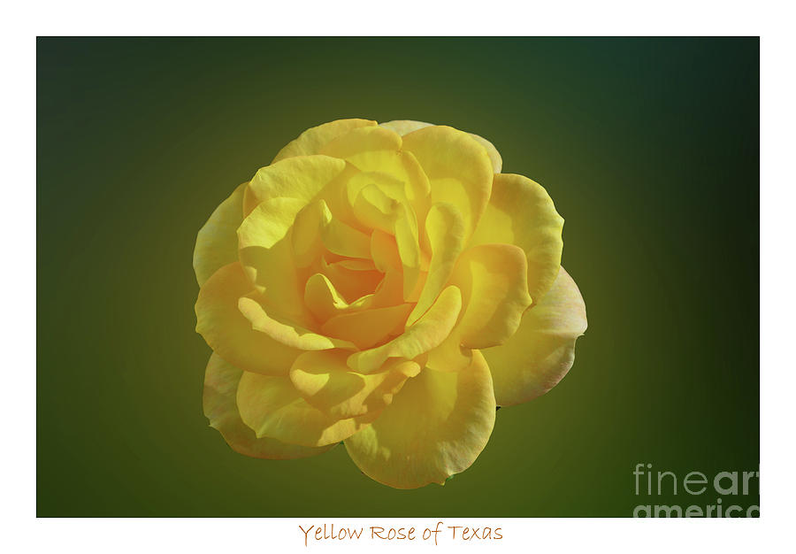 Yellow Rose of Texas  Photograph by Carol Eliassen
