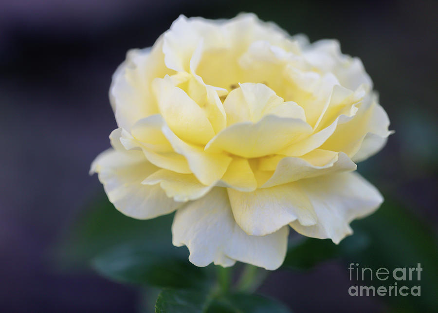 Yellow Rose On A Dark Background Photograph by Janice Noto - Fine Art