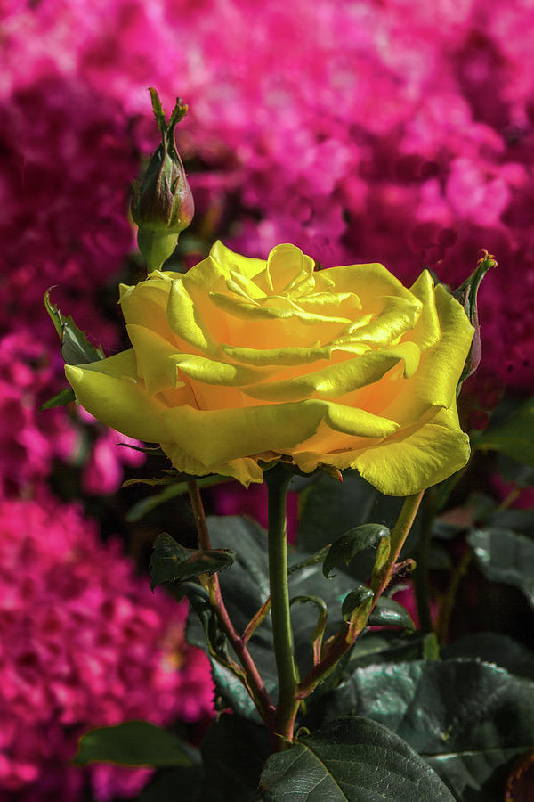 Yellow rose on a pink background Photograph by Alex Lyubar