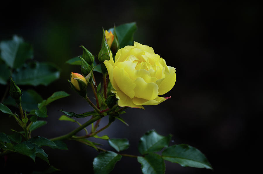 Yellow Rose on dark background Photograph by Suraj Deo Singh | Fine Art