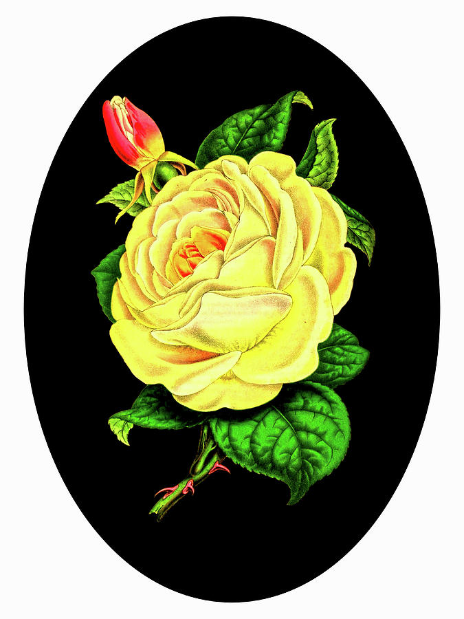 Yellow Rose on Oval Mixed Media by Lorena Cassady