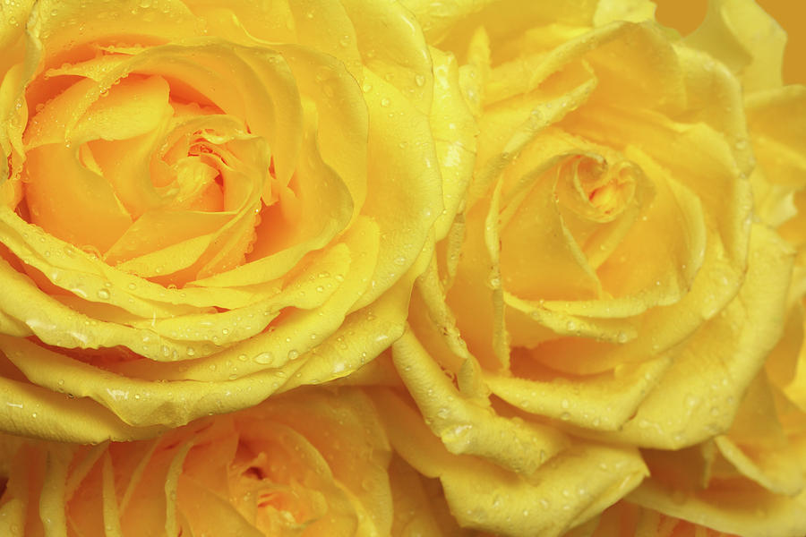 Yellow Rose Petals With Drops Close-up Photograph by Mikhail Kokhanchikov