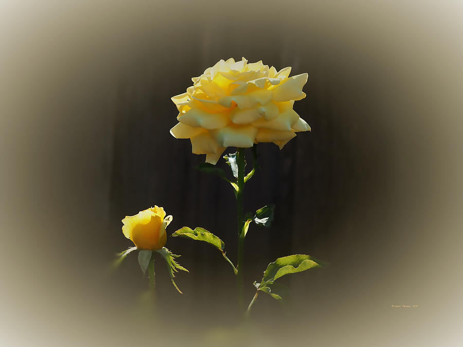 Yellow Rose Photo Art Photograph by Richard Thomas