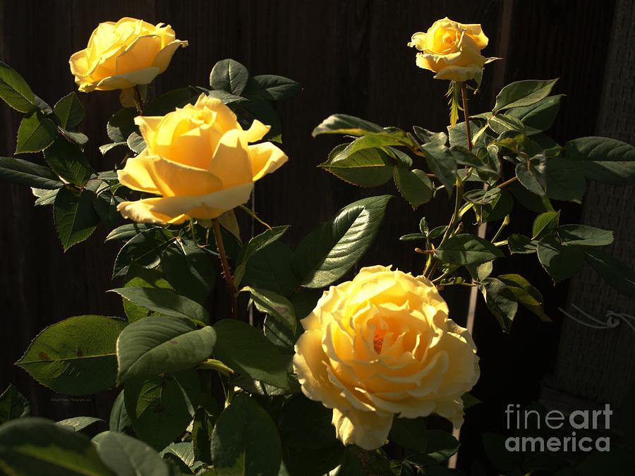 Yellow Rose Quartet Photograph by Richard Thomas