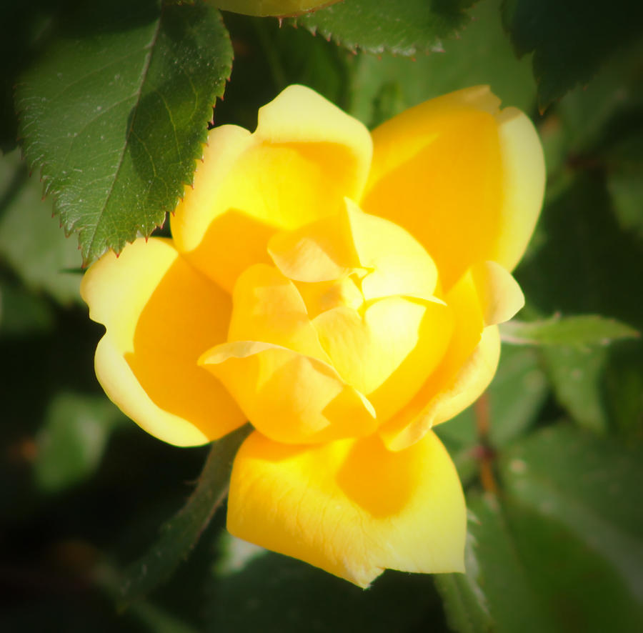 Yellow Rose Photograph by Robert Banach