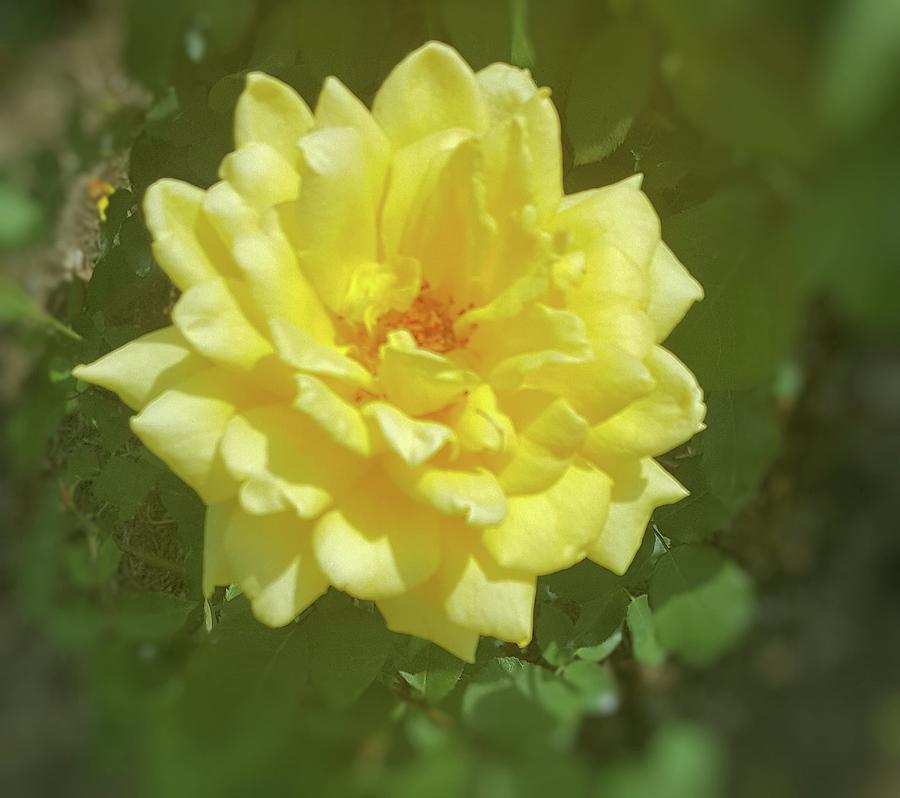 Yellow Rose Photograph by Pour Your heART Out Artworks