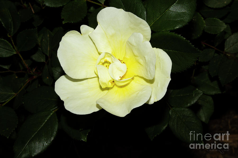 Yellow Rose Photograph by Sandra Clark