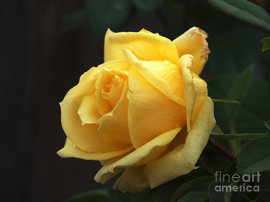 Yellow Rose Soaked  Photograph by Richard Thomas
