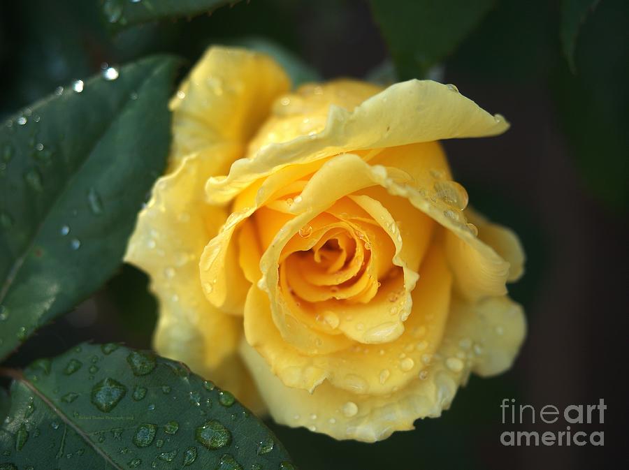 Yellow Rose Sparkle Photograph by Richard Thomas