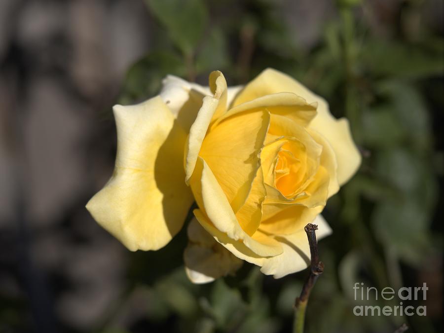 Yellow Rose Speaks  Photograph by Richard Thomas