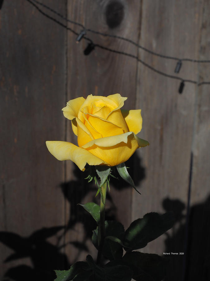Yellow Rose Standing Tall Photograph by Richard Thomas