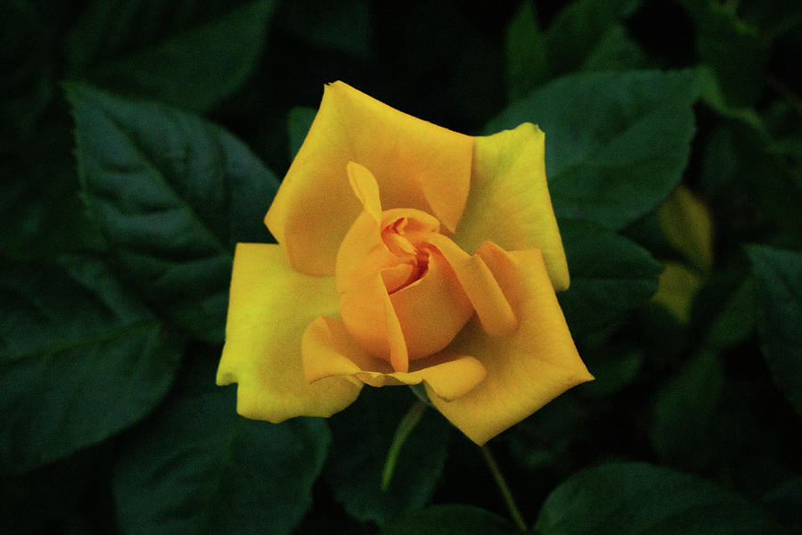 Yellow Rose Photograph by Steve Gravano