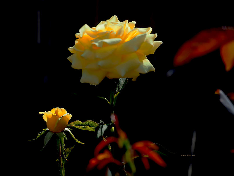 Yellow Rose Summer Back Light  Photograph by Richard Thomas