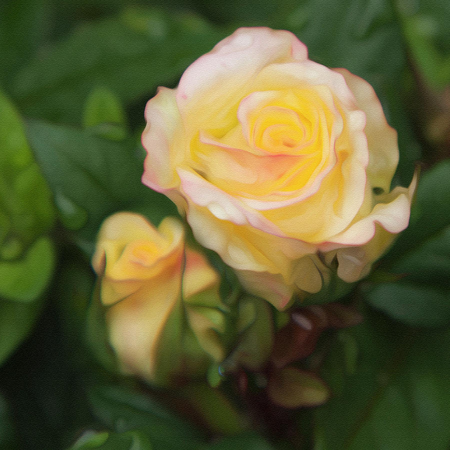 Yellow Rose Photograph by Theresa Tahara