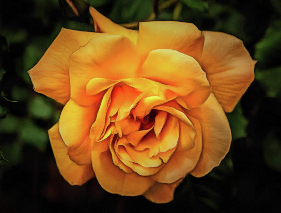 Golden Rose Photograph by Thom Zehrfeld