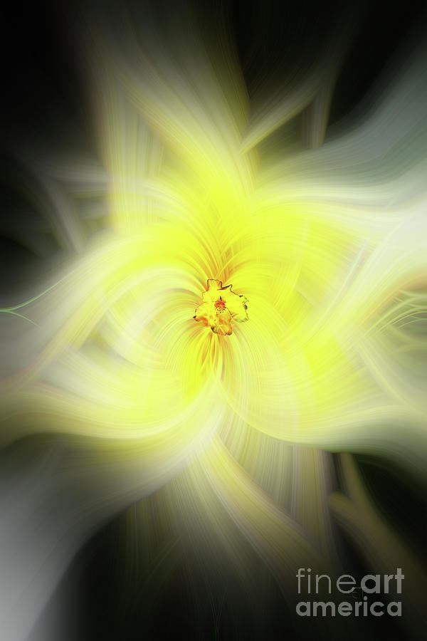 Yellow Rose Twirl Digital Art by Elaine Teague