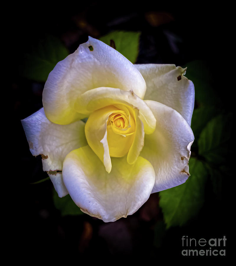 Yellow Rose Photograph by William Norton