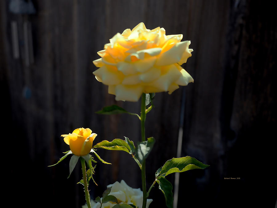 Yellow Rose Wind Chime Photograph by Richard Thomas