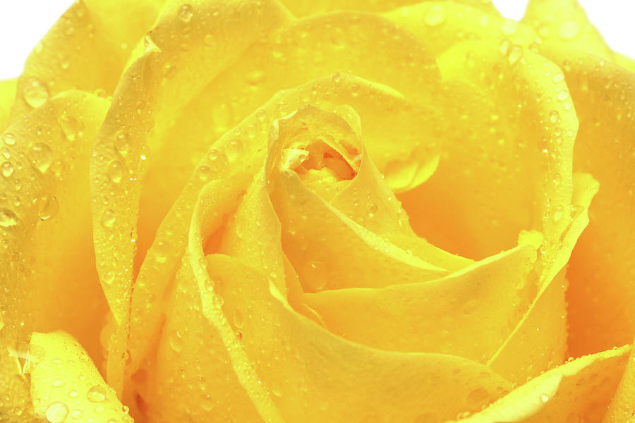 Yellow Rose With Drops Close-up Photograph by Mikhail Kokhanchikov
