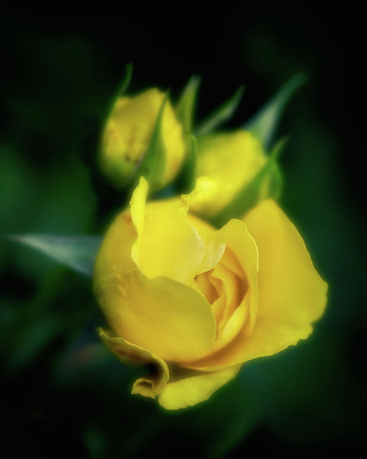 Yellow Rosebud #2 Photograph by Allin Sorenson
